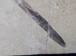 Hibolithes sp. (MONTFORT 1808) - Bild &copy; FossNet FossilienStore